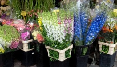 urban-flower-market-scholarship