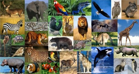 online-zoology-degree-programs