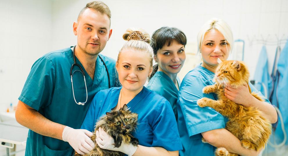 how-to-become-a-registered-veterinary-technician