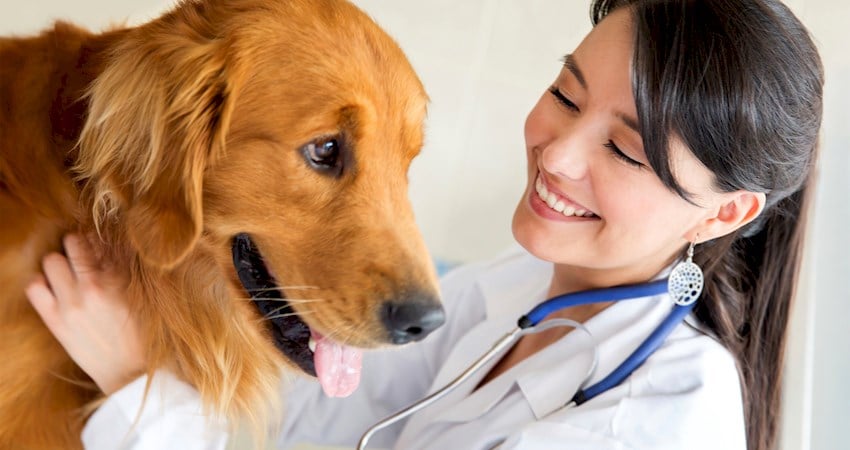 best veterinary schools in florida