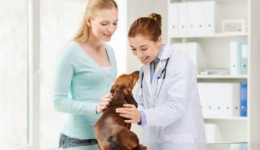 Easiest-Veterinary-(Vet)-Schools-To-Get-Into-In-USA-Acceptance-rate