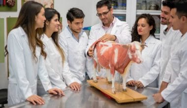 Best Veterinary Animal Science Scholarships