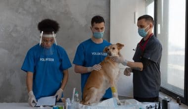 Veterinarian School in Ohio