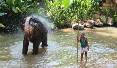 Volunteer-with-Elephants-Programs