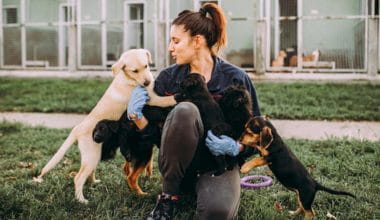 ANIMAL RESCUE VOLUNTEERING OPPORTUNITIES