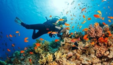 Best-Marine-Biology-Colleges-in-Florida