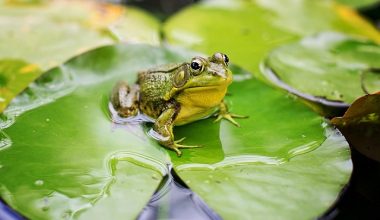 dream about frogs