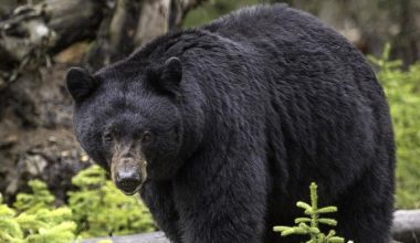 What Does it Mean to Dream about Bears Attacking