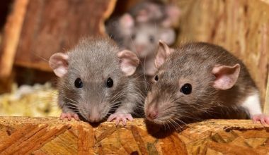 What Does it Mean to Dream about Rats