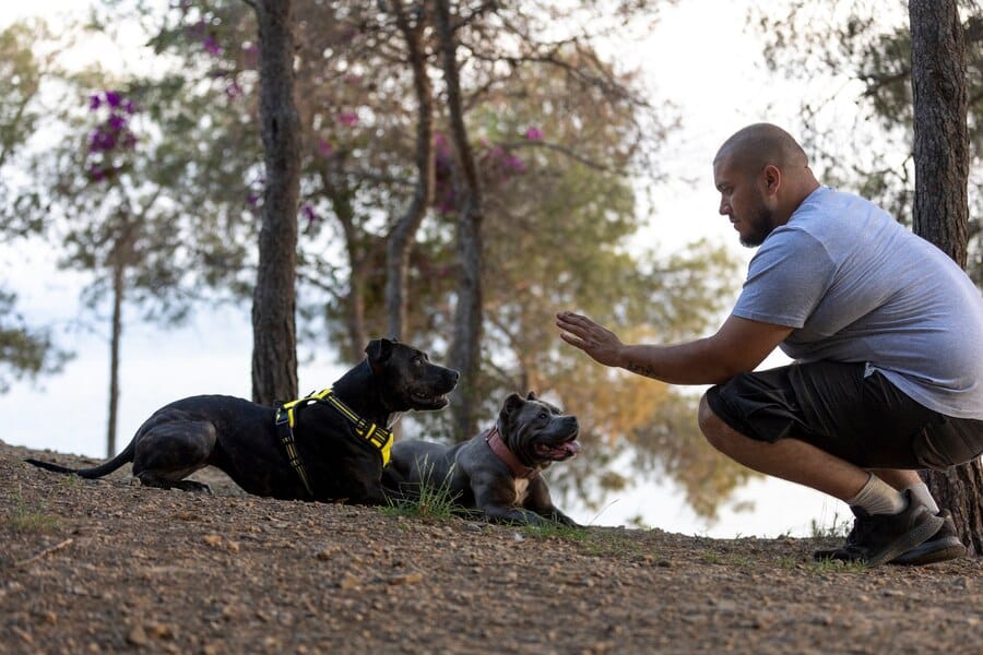 dog-bootcamp