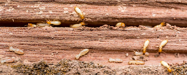 Control Termite Damage