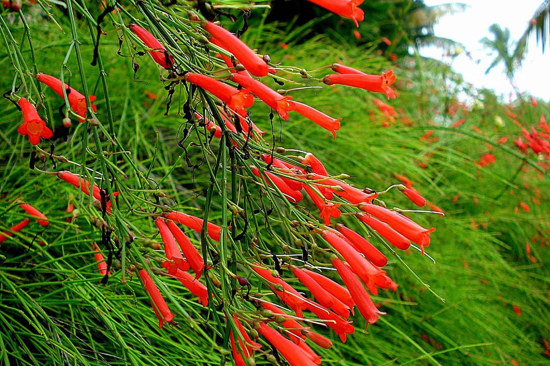 firecracker plant