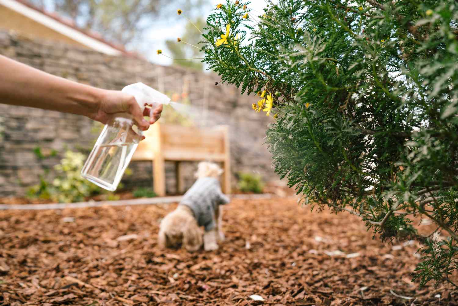 Homemade Dog Repellent