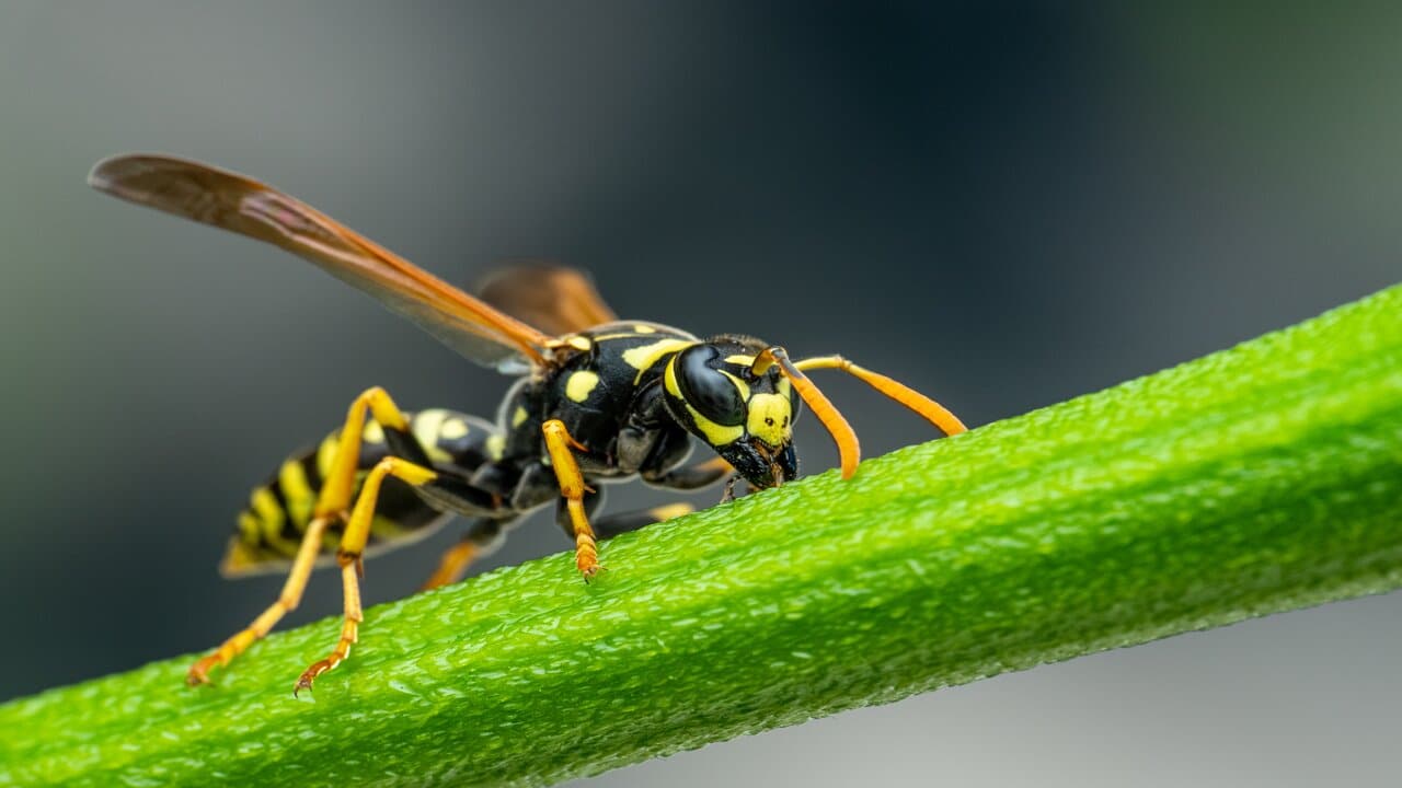 how to get rid of ground hornets