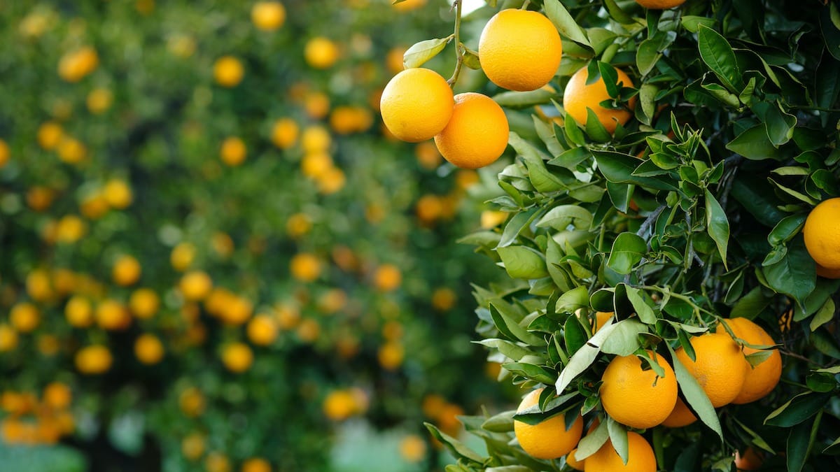 Sweet Orange Tree