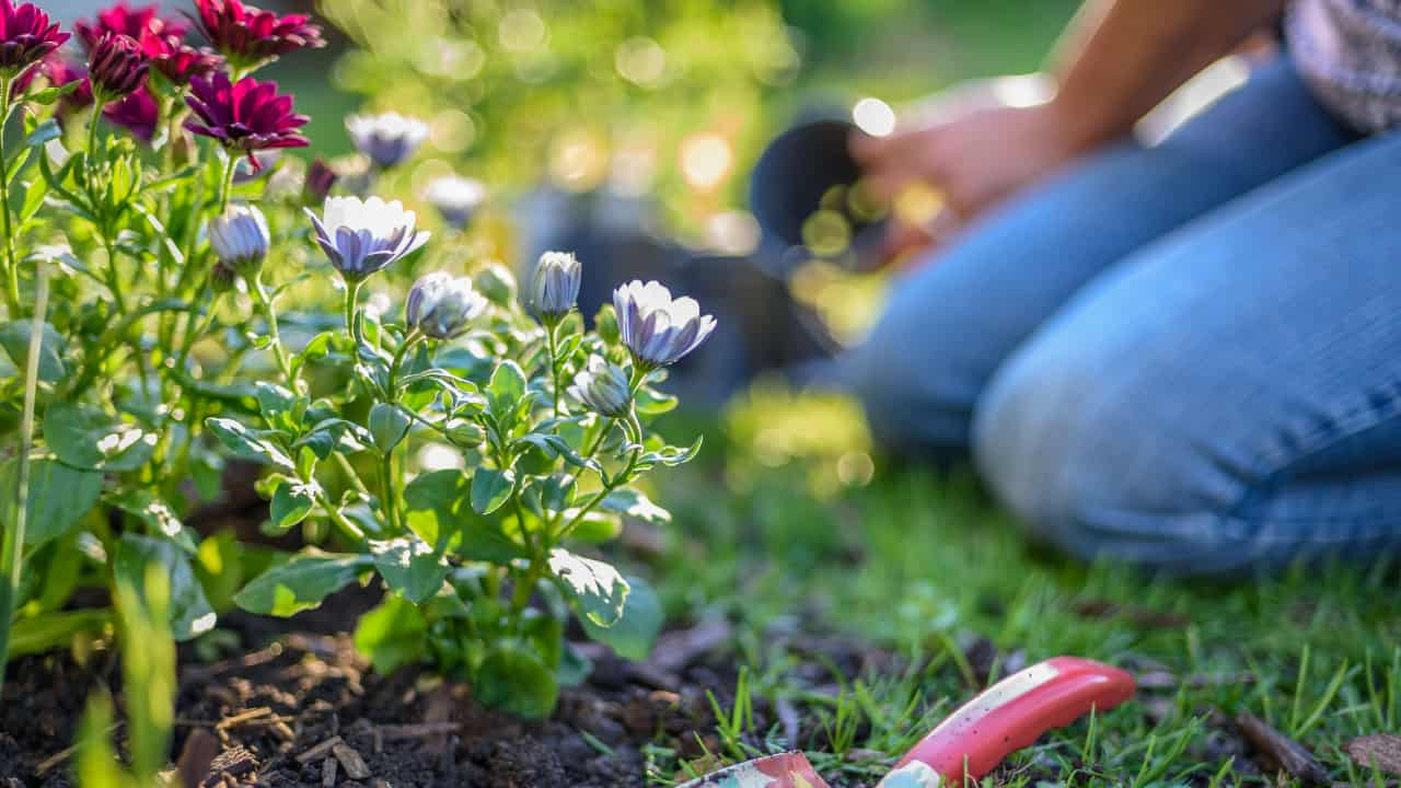 Spring Plants