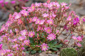 What is Lewisia