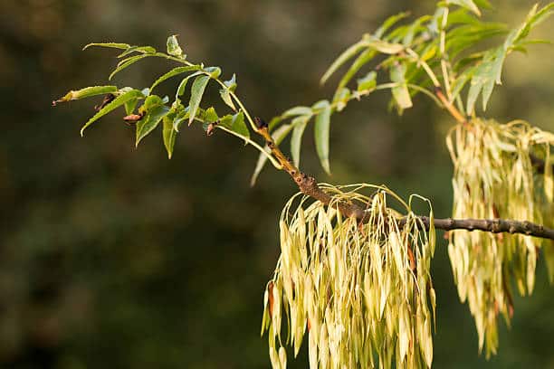 White Ash Tree