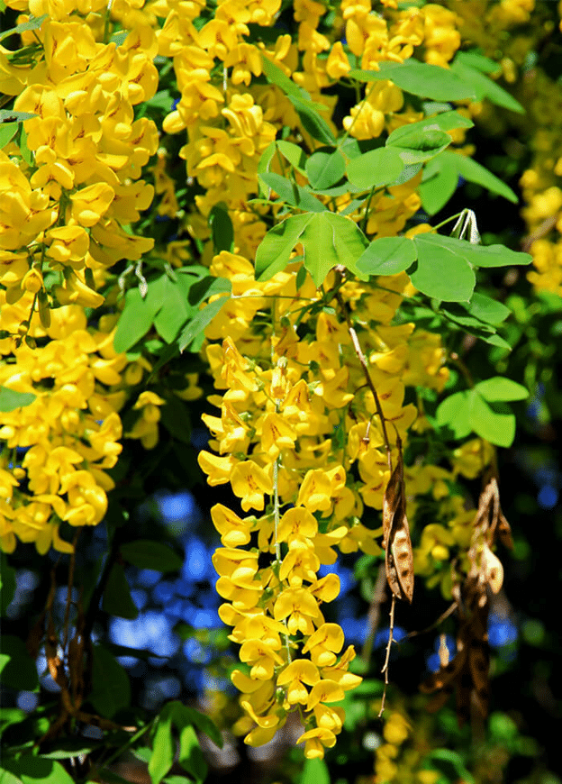 Golden Chain Tree