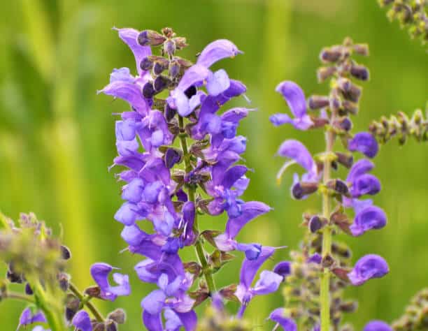 meadow sage