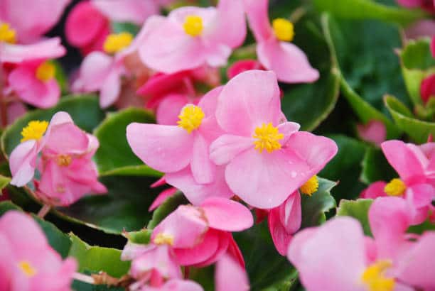 wax begonia