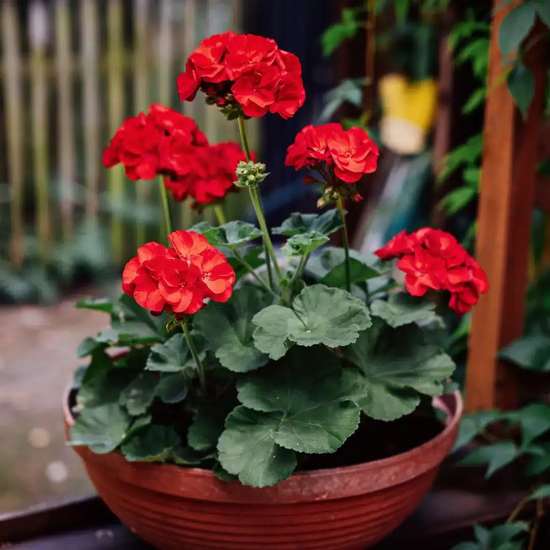 zonal geranium